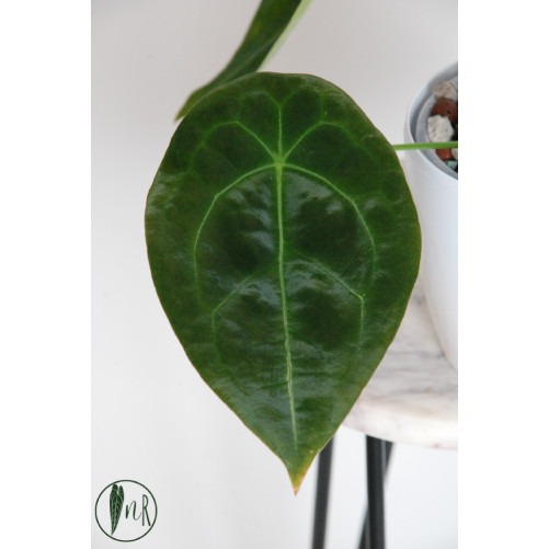 Anthurium forgetii DF