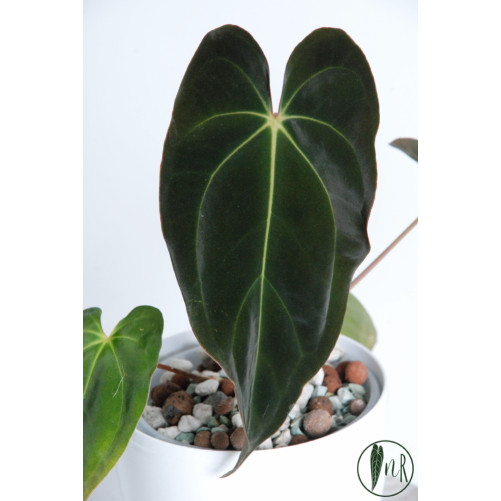 Anthurium besseae aff x...