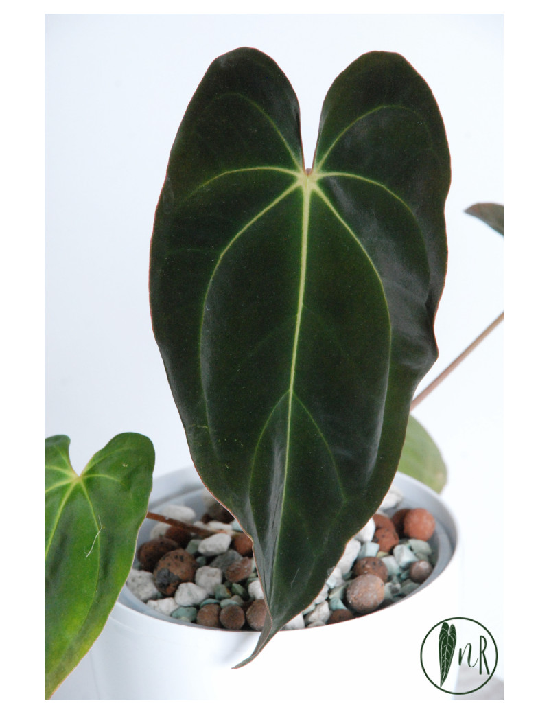 Anthurium besseae aff x papillilaminum IC