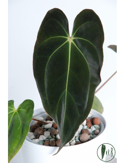 Anthurium besseae aff x papillilaminum IC