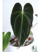 Anthurium besseae aff x papillilaminum IC