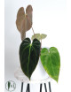 Anthurium besseae aff x papillilaminum IC