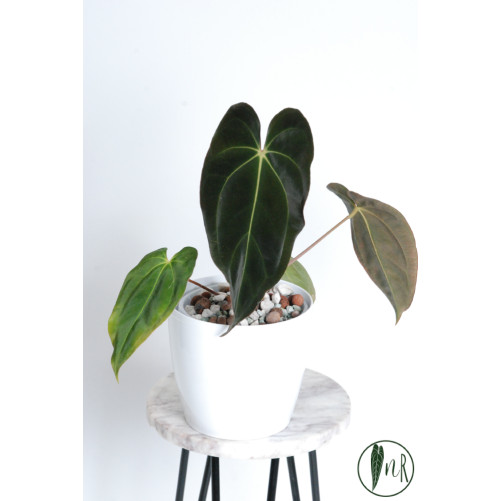 Anthurium besseae aff x papillilaminum IC