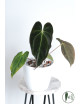 Anthurium besseae aff x papillilaminum IC