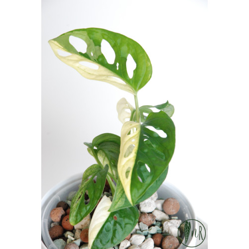 Monstera adansonii variegata