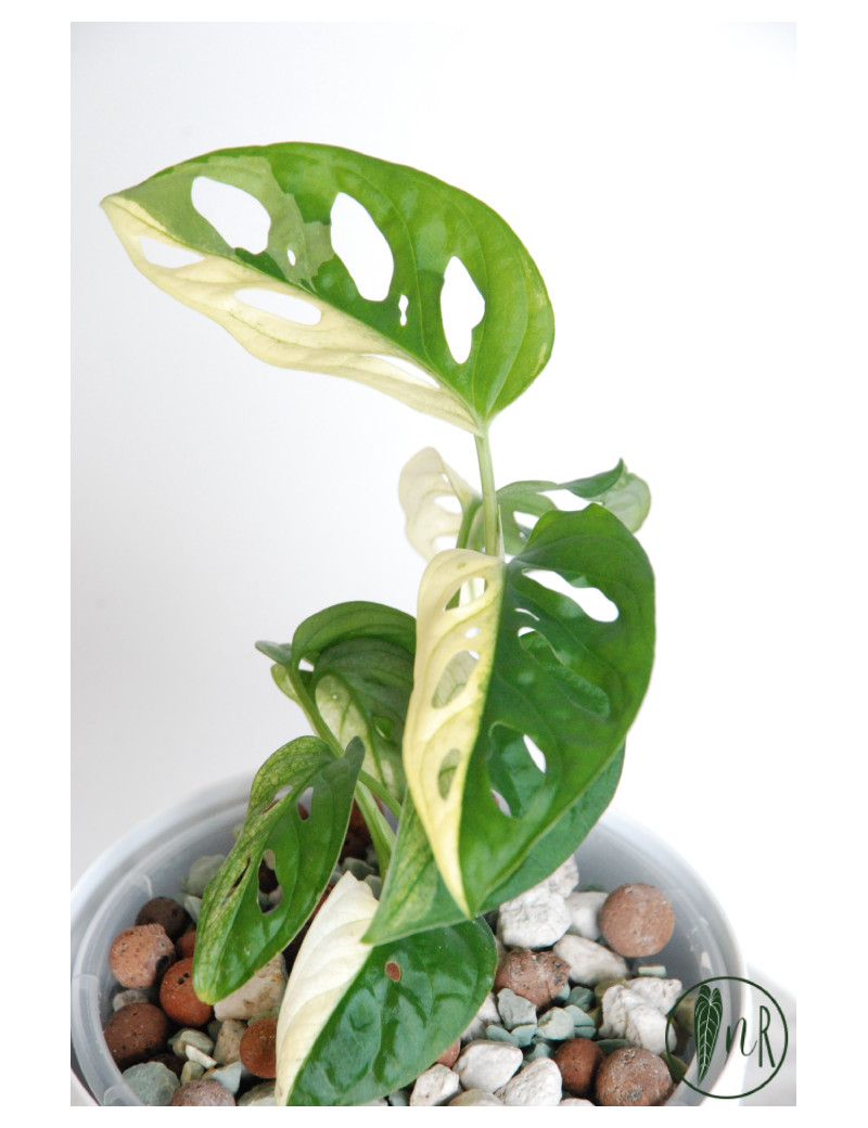 Monstera adansonii variegata