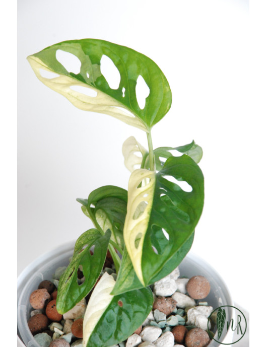 Monstera adansonii variegata