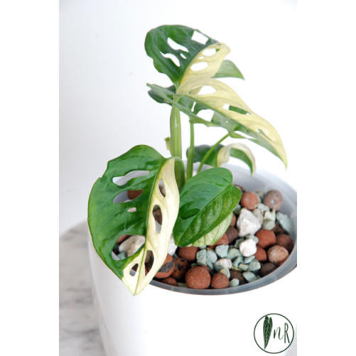Monstera adansonii variegata