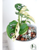 Monstera adansonii variegata