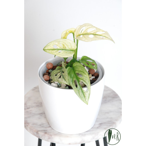 Monstera adansonii variegata