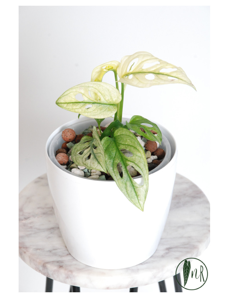 Monstera adansonii variegata