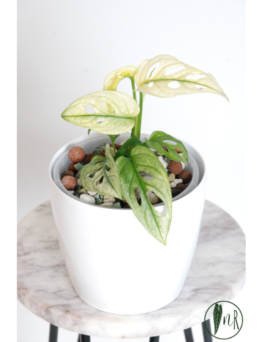 Monstera adansonii variegata