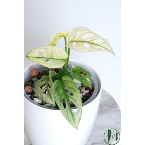Monstera adansonii variegata