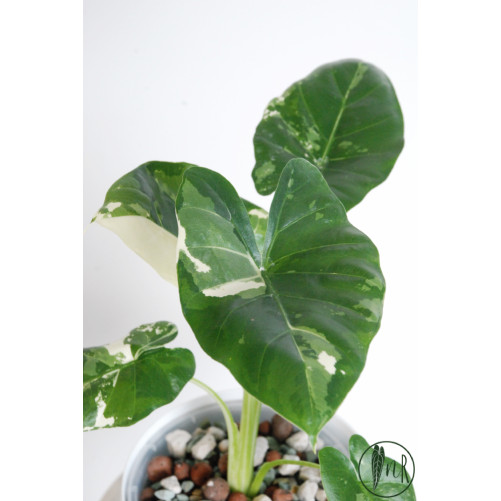Alokazja macrorrhiza variegata