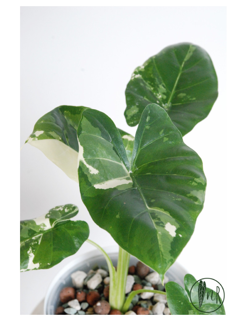 Alokazja macrorrhiza variegata