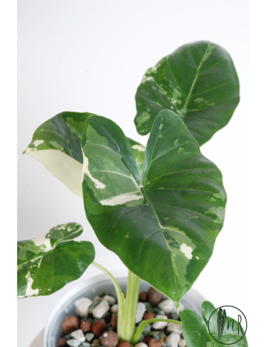 Alokazja macrorrhiza variegata