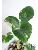 Alokazja macrorrhiza variegata