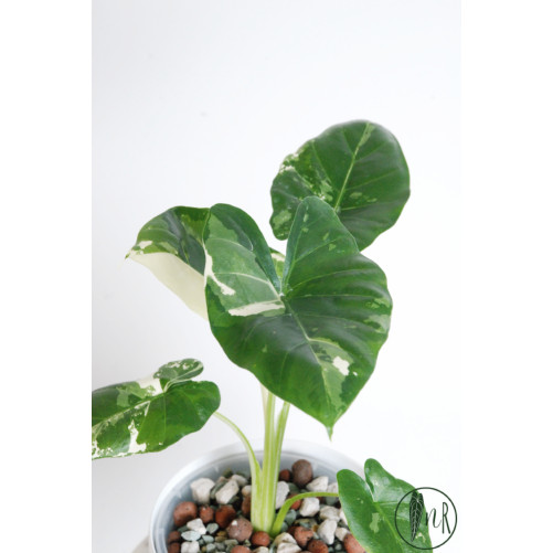 Alokazja macrorrhiza variegata