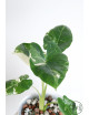Alokazja macrorrhiza variegata