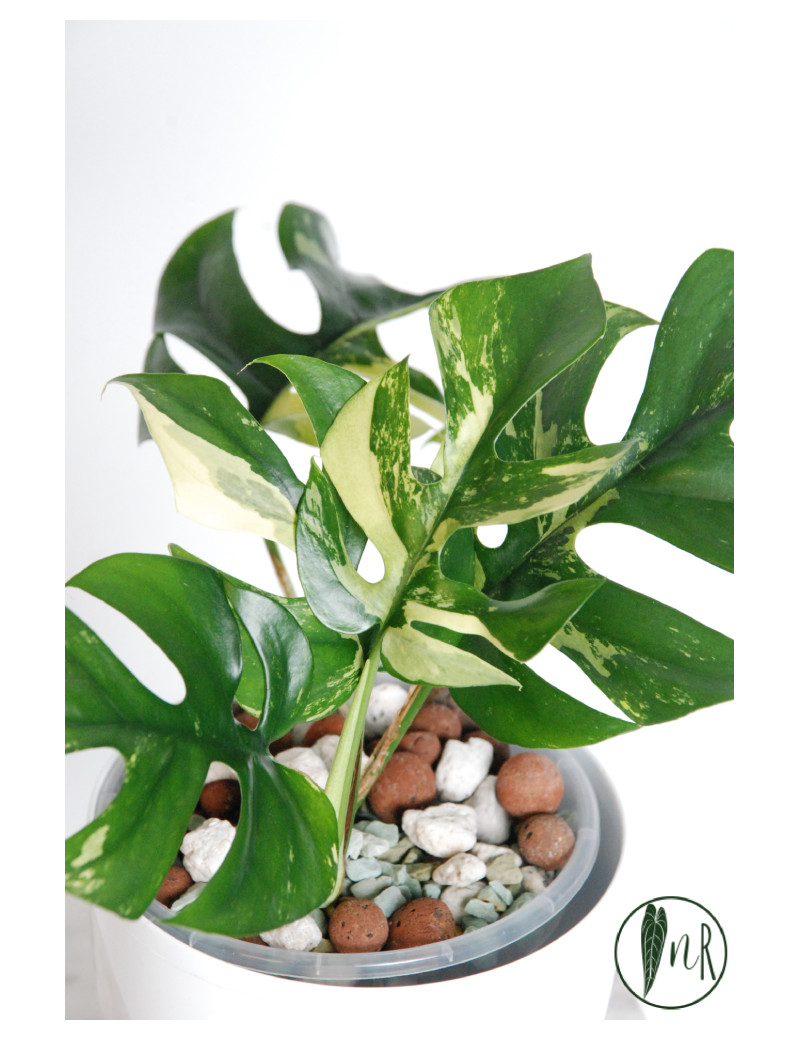 Rhaphidophora tetrasperma variegata