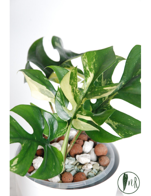 Rhaphidophora tetrasperma variegata