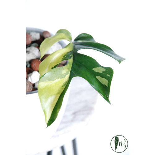 Rhaphidophora tetrasperma variegata