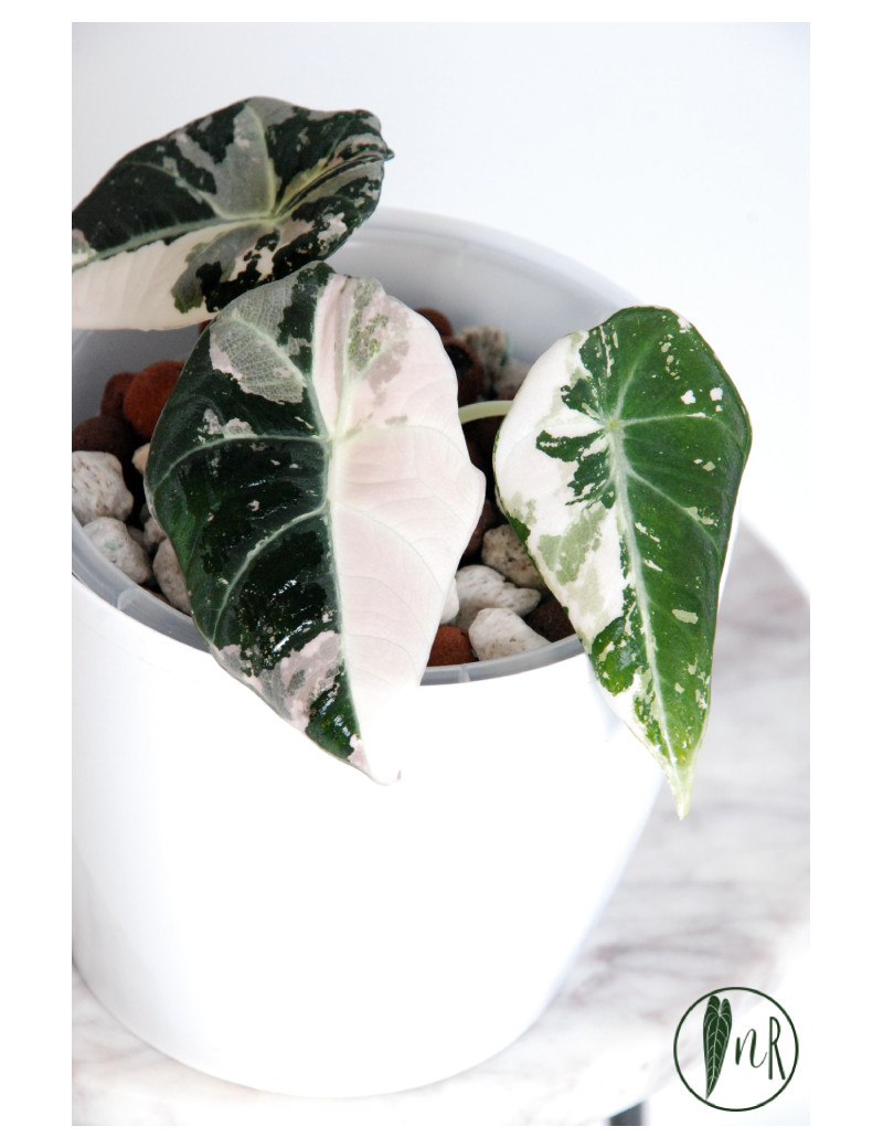Alokazja black velvet variegata