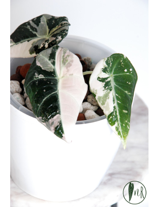Alokazja black velvet variegata