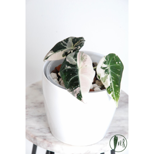 Alokazja black velvet variegata