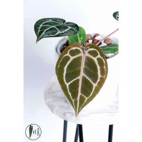 Anthurium Michelle