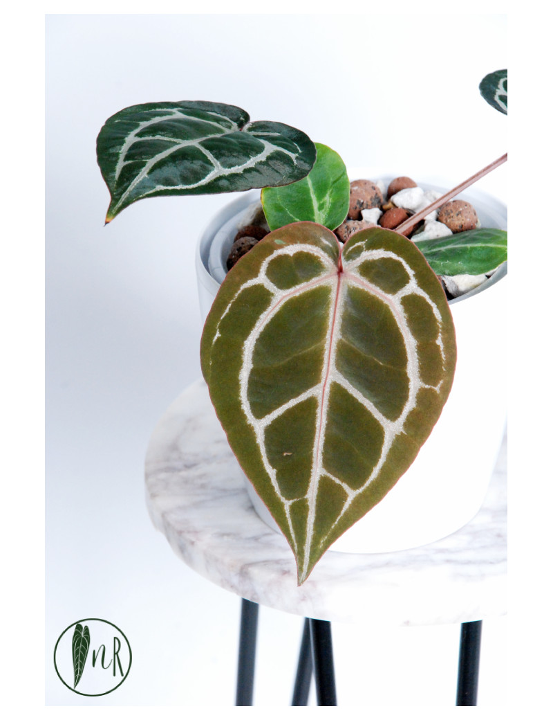 Anthurium Michelle