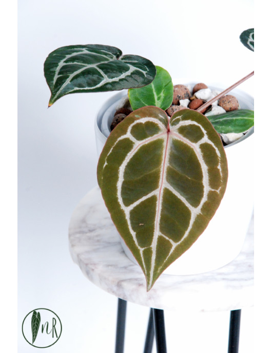 Anthurium Michelle