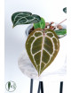 Anthurium Michelle