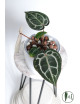 Anthurium Michelle