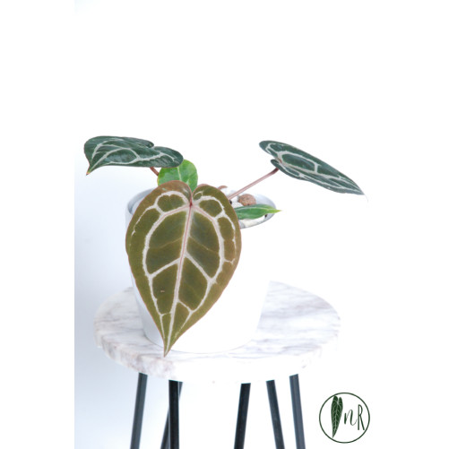 Anthurium Michelle