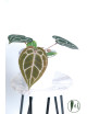 Anthurium Michelle