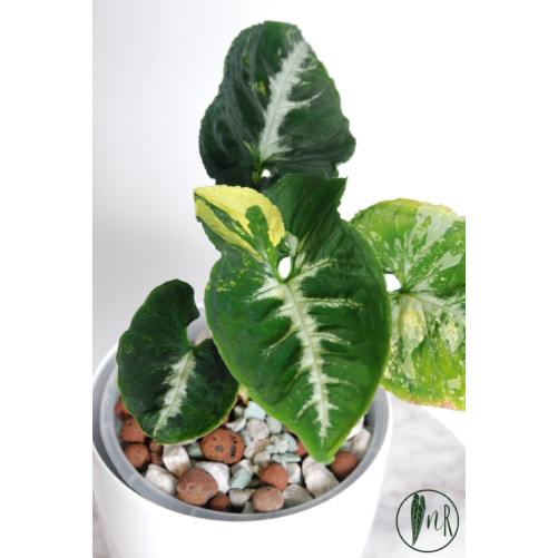 Syngonium scrambled eggs