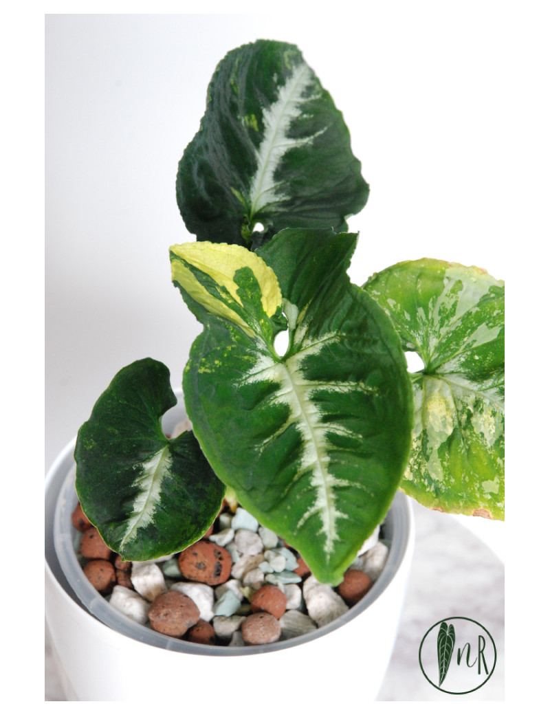 Syngonium scrambled eggs