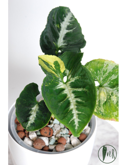 Syngonium scrambled eggs