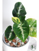 Syngonium scrambled eggs