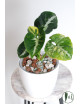 Syngonium scrambled eggs