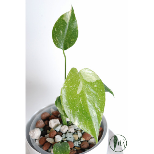 Monstera thai constellation