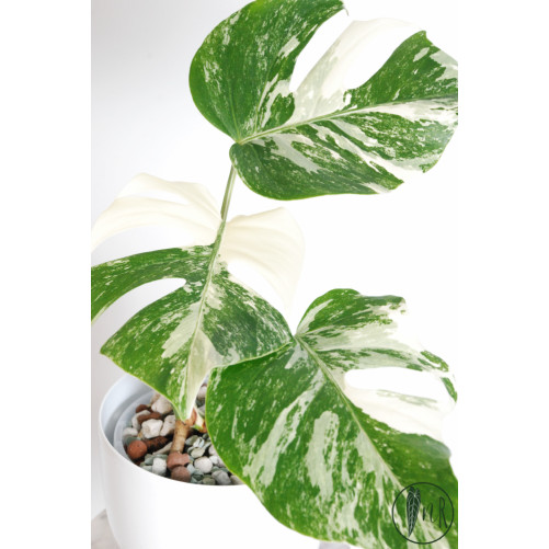 Monstera deliciosa variegata