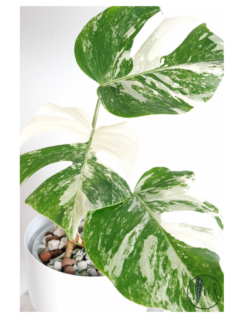 Monstera deliciosa variegata