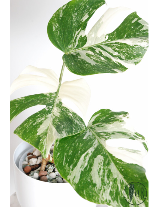 Monstera deliciosa variegata