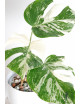 Monstera deliciosa variegata