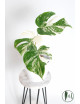 Monstera deliciosa variegata