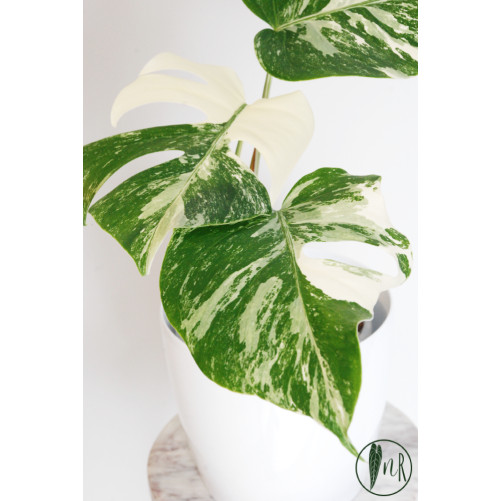 Monstera deliciosa variegata