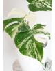 Monstera deliciosa variegata