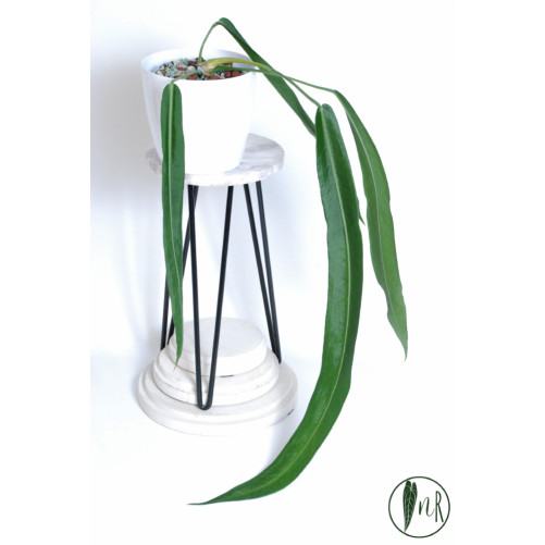 Anthurium pallidiflorum -